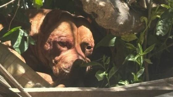 طنجة | مصرع شخص بهجوم كلاب يهزّ “حومة إسبانيول”