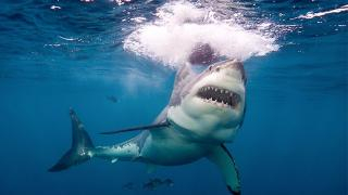 مصر | مقتل سائحتين إثر هجوم لسمكة قرش بساحل مدينة الغرذقة + فيديو