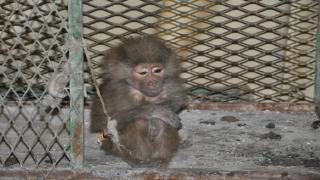 خلال رحلة مدرسية | تلميذ يسرق قردا ويحاول نقله داخل حقيبته إلى جرسيف