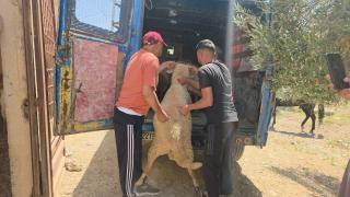 صورة | جرسيف زووم