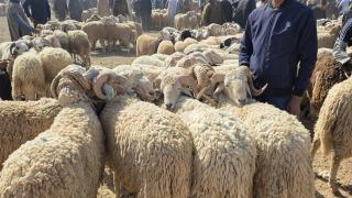 صورة | جرسيف زووم 