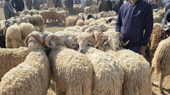 صورة | جرسيف زووم 