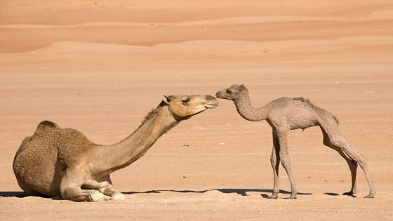 في واقعة غريبة | ناقة تقتل مالكها بعدما ذبح صغيرها ونقل رأسه بجانبها في شاحنته نواحي الصويرة