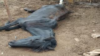 بسبب الجوع والبرد | نفوق 158 حصانا بمحجز جماعي بإقليم القنيطرة
