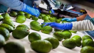 في ظل حالة الاجهاد المائي | مصدرو الأفوكادو المغاربة “يتباهون” بإرتفاع حجم صادراتهم