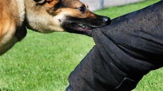 إقليم جرسيف | عضة كلب ترسل طفلا لمستعجلات المستشفى الإقليمي