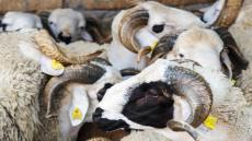 وزارة الفلاحة | إحصاء 32.8 مليون رأس ماشية بالمغرب