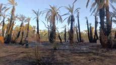 إقليم زاكورة | حرائق جديدة تلتهم 350 نخلة بواحتين