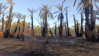 إقليم زاكورة | حرائق جديدة تلتهم 350 نخلة بواحتين