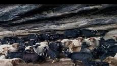 حاصرتهم الثلوج | نداء لإنقاذ رحّل بأزيد من 200 رأس من الأغنام بورزازات