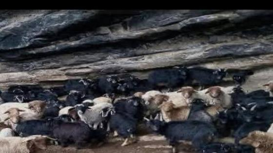 حاصرتهم الثلوج | نداء لإنقاذ رحّل بأزيد من 200 رأس من الأغنام بورزازات