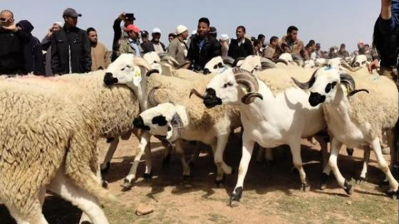 الناظور | سائق “تريبورتور” يفر بخروفين إقتناهما مواطن من السوق الأسبوعي لسلوان