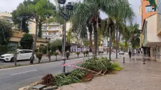 إسبانيا | سقوط نخلة يُصرع مغربية نواحي “ملقة”
