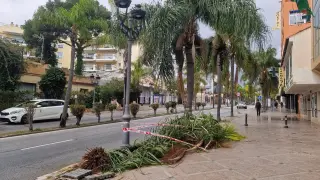 إسبانيا | سقوط نخلة يُصرع مغربية نواحي “ملقة”