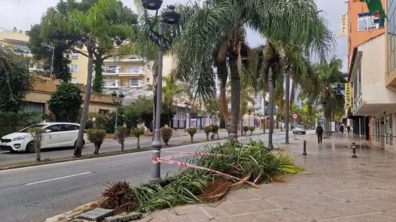 إسبانيا | سقوط نخلة يُصرع مغربية نواحي “ملقة”