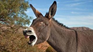 إصابات بالرأس والأطراف | حمار يهاجم مالكه بشكل عنيف نواحي جرسيف