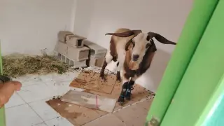 أكادير | ذبح “عتروس” بمؤسسة تعليمية لإزالة “النحس” عن وزارة بنموسى يثير الجدل