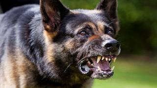 جرسيف | عضات كلب مسعور ترسل خمسينيا وطفله للمستشفى الإقليمي