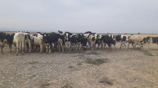 بدعم من وزارة الفلاحة | تعاونية هوارة أولاد رحو تقتني 55 من الأبقار الحلوب المستوردة