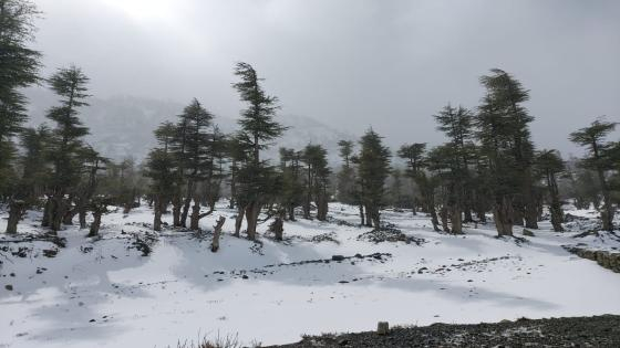 من الجمعة إلى الثلاثاء | تساقطات ثلجية وزخات مطرية مرتقبة