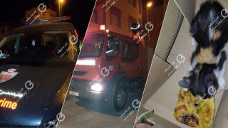 جرسيف | الوقاية المدنيّة تُنقذ قطّةً عالقةً في أحد المنازل بحي البطمة + صور و فيديو