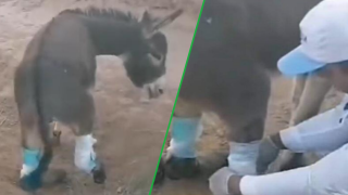 زاكورة | بيطري يضمد جراح الدابة مقطوعة الأرجل وجمعية للرفق بالحيوان تدخل على الخط + صور