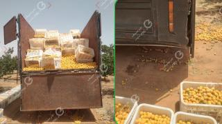 إقليم جرسيف | إصابة أربعيني بكسور خـ ـطرة إثر سقوطه من أعلى شاحنة لنقل ثمار المشمش + صور