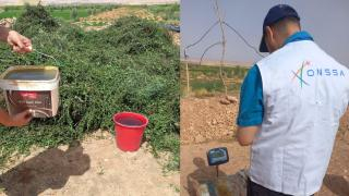 جرسيف | ONSSA تقوم بإتلاف 2934 كلغ من النعناع غير صالح للاستهلاك