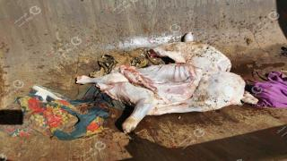 صورة | جرسيف زووم