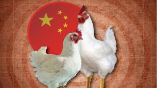 “بسبب مرض نيوكاسل” | الصين تعلق استيراد الدواجن القادمة من المغرب