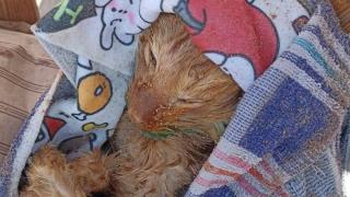 عثر بفمها على أعمال شعوذة | إنقاذ قطة من أعماق بحر أكادير