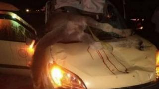 زاكورة | إصطدام جمل بسيارة أجرة من الصنف الكبير يوقع إصابات متفاوتة الخطورة في صفوف ركابها + صور