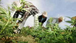 المغرب | مجلس الحكومة يتدارس تقنين القنب الهندي “الكيف”