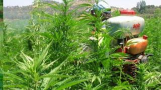 عاجل | مجلس الحكومة يصادق على تقنين الإستعمالات المشروعة ل”الكيف”