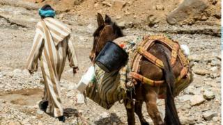 إقليم جرسيف | بغل يتسبب في مقتل صاحبه الثلاثيني بمنطقة تامجيلت بجماعة بركين