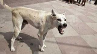 جرسيف | كلب ضال يهاجم مواطنين و يخلف إصابتين بتجزئة المصلى