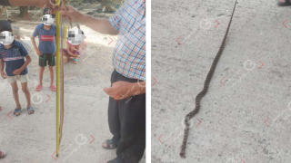 مع حلول فصل الصيف | الثعابين تؤرق ساكنة عدة أحياء بجرسيف و مواطن يقتل أحدها بلغ طوله 1 متر و 30 سنتمترا + صور