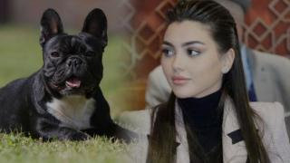 ساعدوني في إيجاد إبنتي | برلمانية تبحث عن كلبتها الضائعة بالرباط بعد تغيبها عن جلسة شفهية