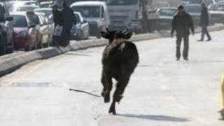 إقليم جرسيف | ثور هائج يخلف عدة إصابات و يثير رعب الساكنة بدوار سيدي بن جعفر