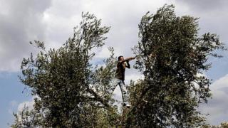 إقليم تازة | مصرع شاب عشريني إثر سقوطه من أعلى شجرة أثناء جني الزيتون بجماعة بني لنت