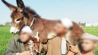 سابقة بإقليم جرسيف | الإشتباه في 3 أطفال لقيامهم بسرقة ”حمار ”و محل للمواد الغذائية