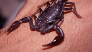 جرسيف | لذغة عقرب ترسل أربعينيا لمستعجلات المستشفى الإقليمي