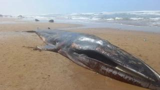 يحتمل أن يكون من نوع “الحوت الأزرق” | نفوق حوت ضخم بشاطئ سيدي إفني