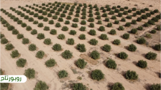 إقليم جرسيف | زراعة أشجار الزيتون .. تنامي مستمر و قطاع واعد – روبورتاج – + فيديو