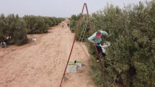 إقليم جرسيف | إصابة أربعيني بكسور خطيرة إثر سقوطه من شجرة زيتون بتادرت