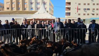 جرسيف | عامل الإقليم يشرف على توزيع 428 رأس ماعز على 31 تعاونية + صور وفيديو