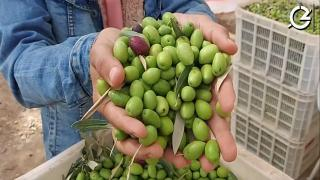 إقليم جرسيف | تأثير إيجابي للتساقطات المطرية الأخيرة على سلسلة إنتاج الزيتون