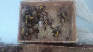 تاوريرت | إحباط عملية لتهريب طائر “الحسون” المهدد بالانقراض