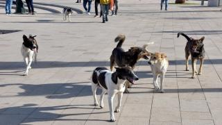 وجدة | وفاة ضابط أمن مرور إثر حادث سير ناتج عن تجمّع كلاب ضالة
