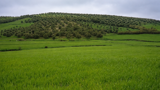 الصورة | جرسيف زووم